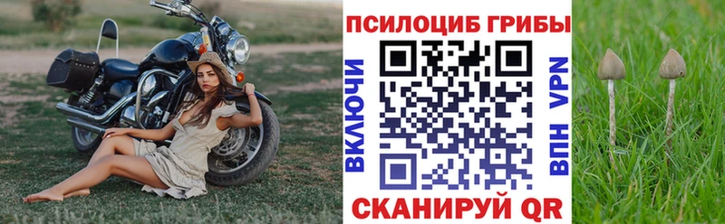 Псилоцибиновые грибы Psilocybine cubensis Новотитаровская